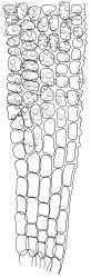 Anoectangium aestivum, lower laminal cells, at margin. Drawn from W. Martin s.n., s.d., 17 Apr. 1950, CHR 566191.
 Image: R.D. Seppelt © R.D.Seppelt All rights reserved